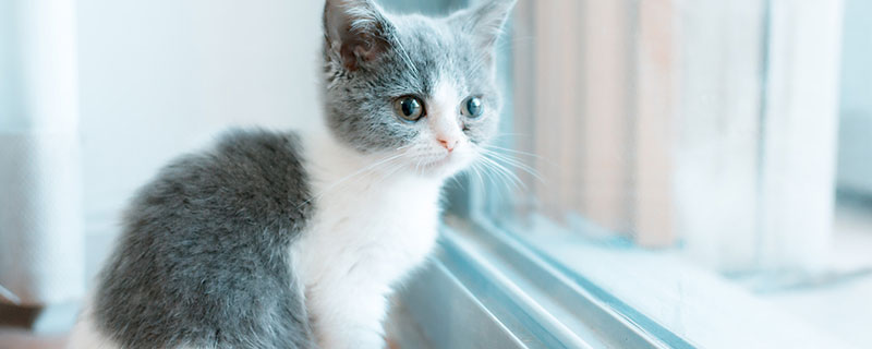 怀孕梦到猫意味着什么 怀孕梦见猫有什么预兆