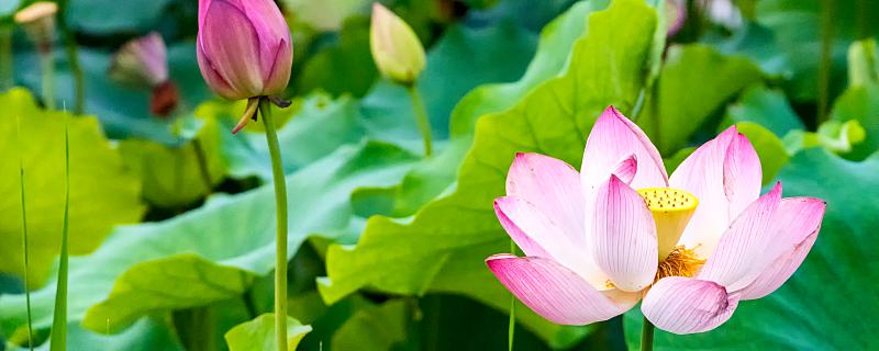 梦到河中有花是什么含义 梦到河中有花预示着什么