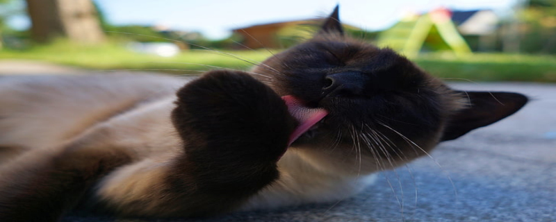 周公解梦男人梦见很多猫 男人梦见很多猫什么征兆