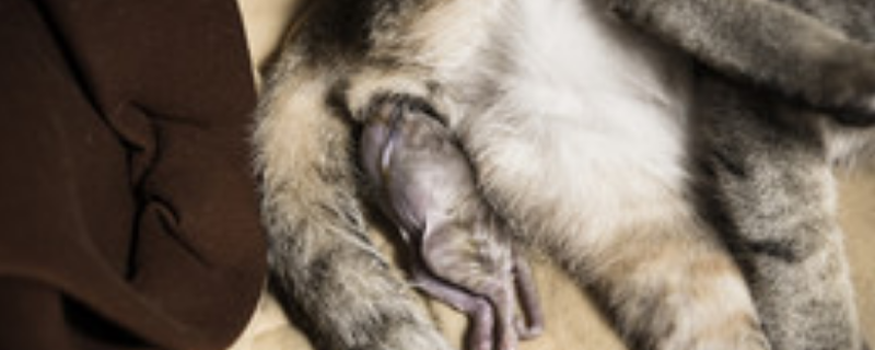梦见猫生小猫是什么预兆 梦到猫生小猫是什么意思
