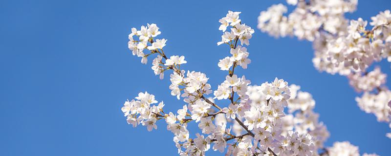 梦见树上开满了樱花是什么预兆 梦见树上开满了樱花是什么意思