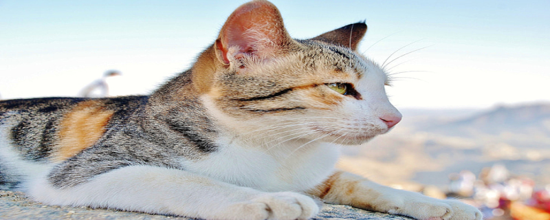 男人梦见猫好不好 男人梦见猫什么征兆