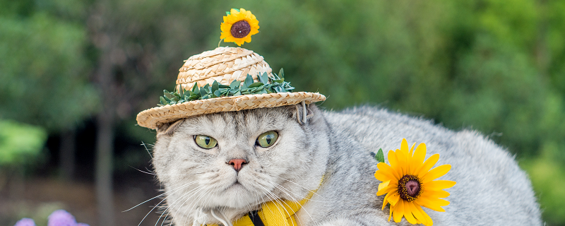 梦见家里好多猫预示什么 梦见家里好多猫好不好