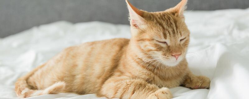梦见猫和自己说话有什么预兆 梦见猫和自己说话好不好