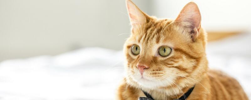 梦见被猫咬流血什么意思 梦见被猫咬流血预示什么
