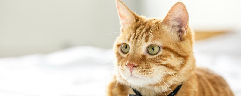女人梦见把猫打死了预示什么 女人梦见把猫打死了有什么征兆