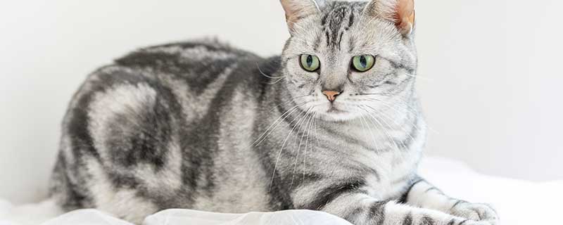 梦见和猫说话有什么预兆 梦见和猫说话什么意思