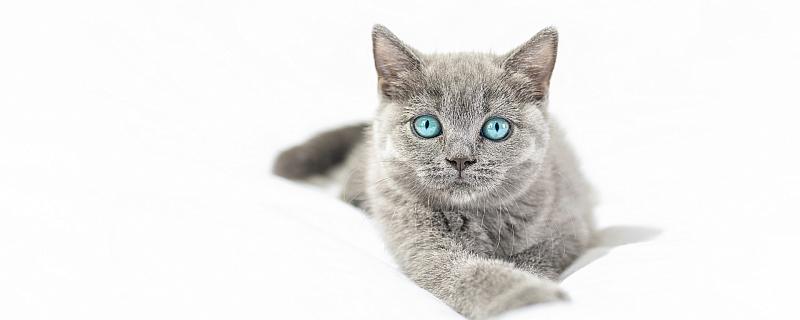 梦见被猫咬是什么意思 梦见被猫咬是什么征兆