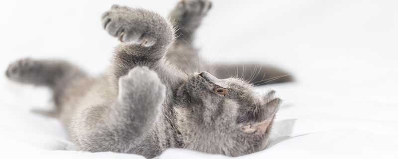 女人梦到被猫抓伤手有什么预兆 女人梦到被猫抓伤手好不好