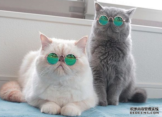 测你是哪种类型的烦人精
