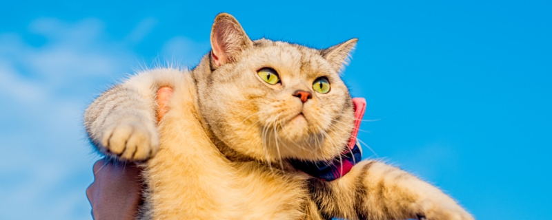 梦中发现抱着猫回家代表什么 梦见抱着猫回家代表什么预兆