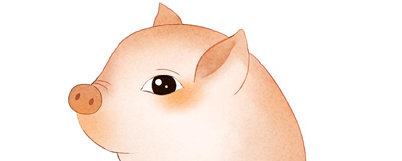 梦见猪头是什么意思 梦见猪头是什么征兆