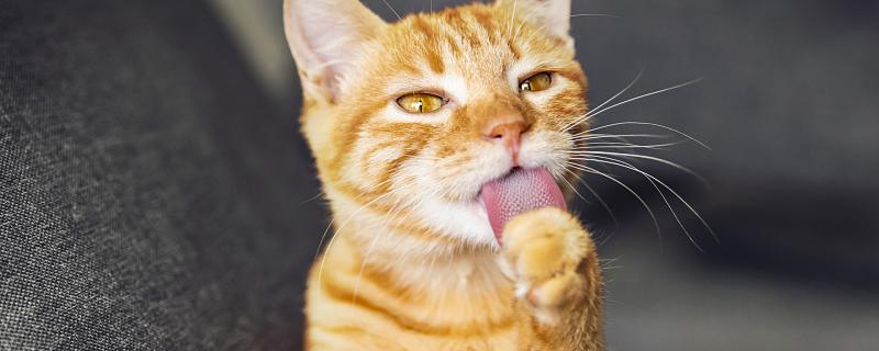 做梦猫吃老鼠什么意思 做梦猫吃老鼠预示着什么