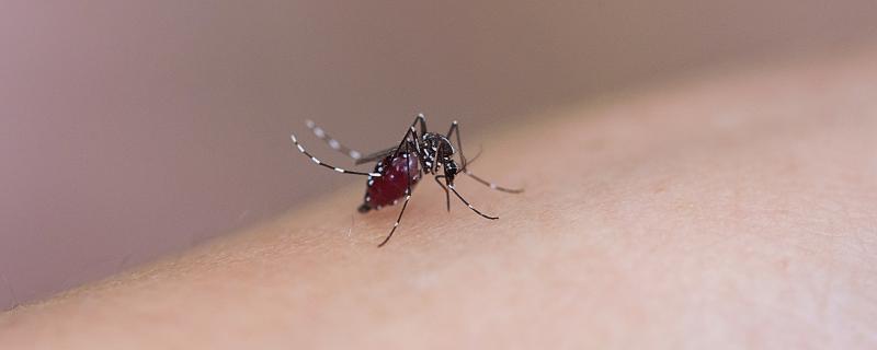 梦到打蚊子什么意思 梦到打蚊子意味着什么
