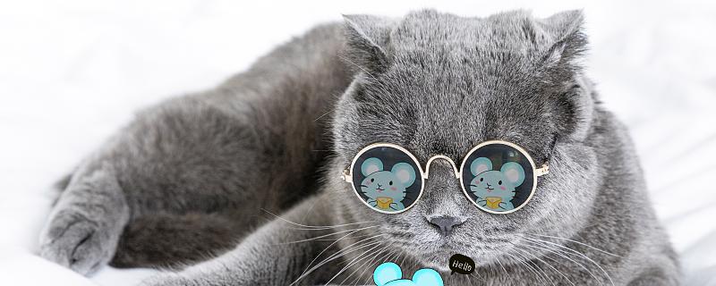 梦到老鼠吃猫是什么意思 梦到老鼠吃猫预示着什么