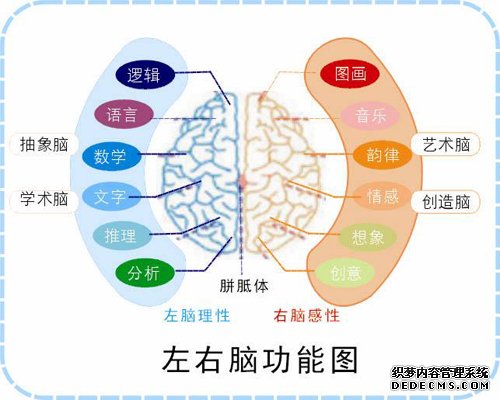 你偏重使用左半脑还是右半脑