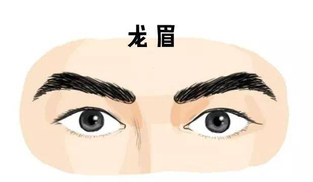 龙眉的男人命运,男人龙眉面相!
