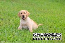 养宠物测你人际关系