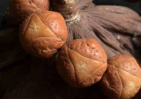 龙眼菩提佛珠的功效 龙眼菩提佛珠的功效