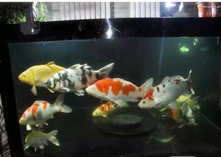 养锦鲤的风水禁忌 养锦鲤的风水禁忌