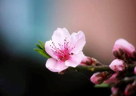 男人佩戴什么可以旺桃花 男人佩戴什么可以旺桃花