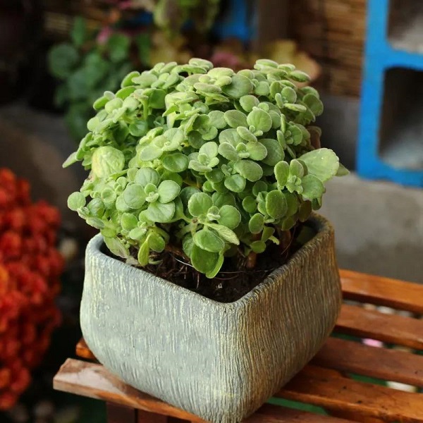 宝:十二生肖配对助运植物,让自己势如破竹!