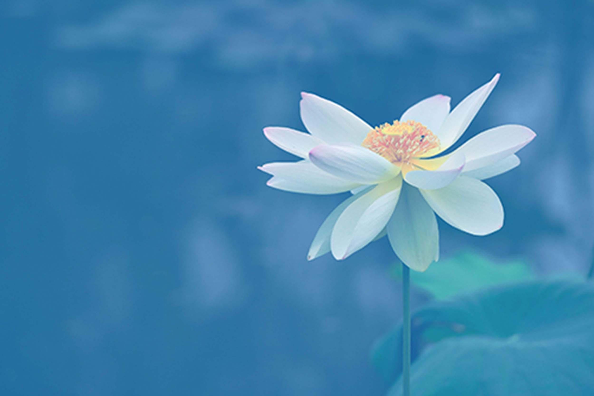 办公室这些地方摆花,花开富贵,摆哪些花呢?