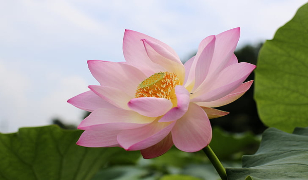 梦见荷花是什么意思 梦见荷花有什么预兆