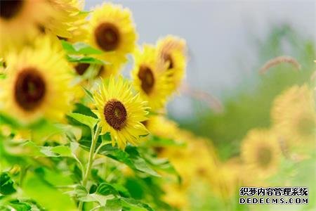 哪种植物象征你的职场生活