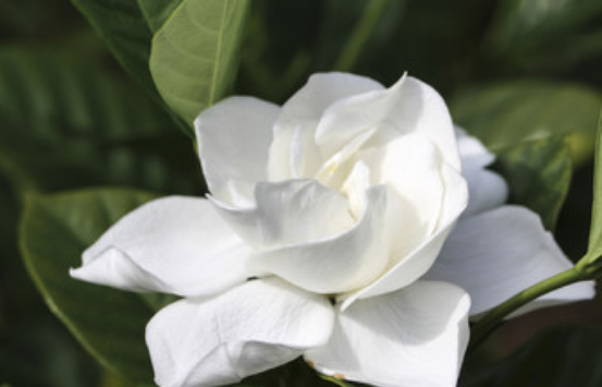 梦到栀子花是什么征兆 梦见栀子花是什么意思