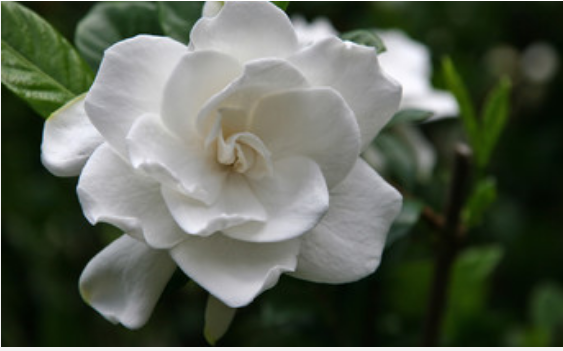 梦到栀子花是什么征兆 梦见栀子花是什么意思