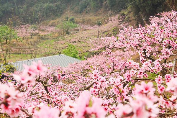 梦见桃花什么意思 梦见桃花预示什么