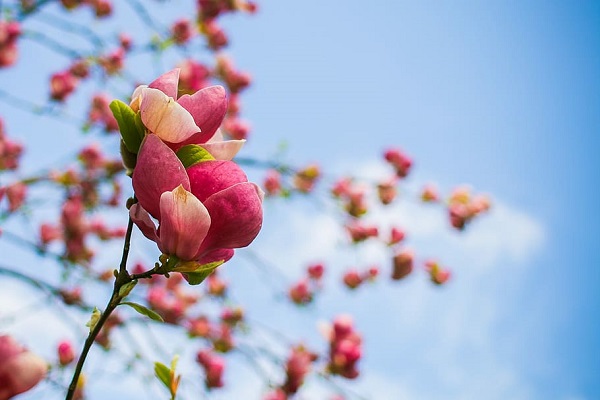梦见开花预示什么 梦见开花好不好