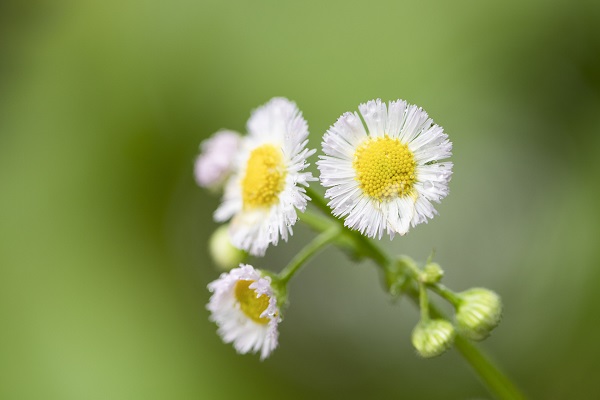梦见白花预示什么 梦见白花有什么征兆