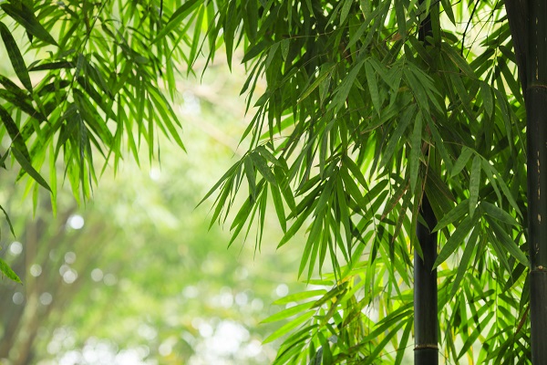 梦见竹林预示什么 梦见竹林有什么征兆
