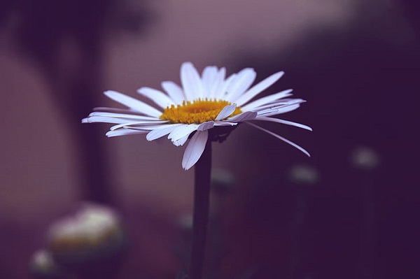 梦见白菊花预示什么 梦见白菊花好不好