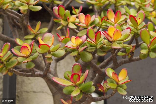 旺财风水植物,家里养什么植物旺财?-风水学习