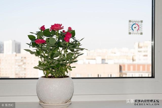 旺财风水植物,家里养什么植物旺财?-风水学习