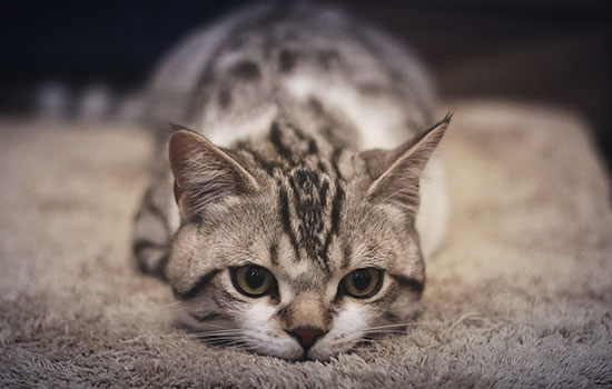女人梦见自己打猫说明什么 女人梦到自己打猫有什么预兆