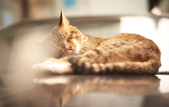 怀孕梦到猫意味着什么 怀孕梦见猫有什么预兆