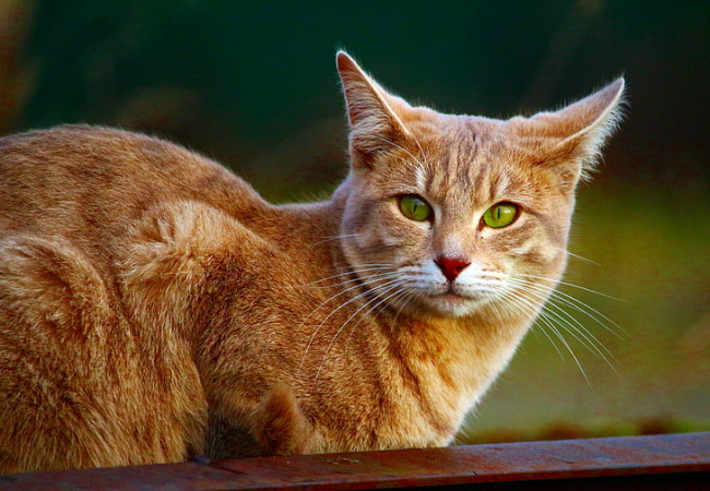 男人梦到被猫咬好吗 男人梦到被猫咬是什么意思
