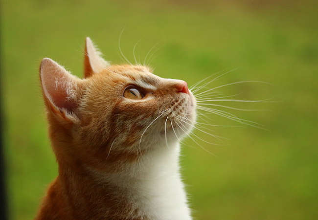 男人梦见猫好不好 男人梦见猫什么征兆