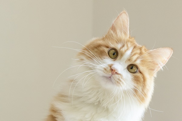 梦见家里好多猫预示什么 梦见家里好多猫好不好