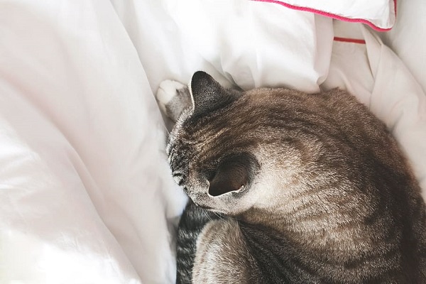 梦见好几只猫什么意思 梦见好几只猫好不好