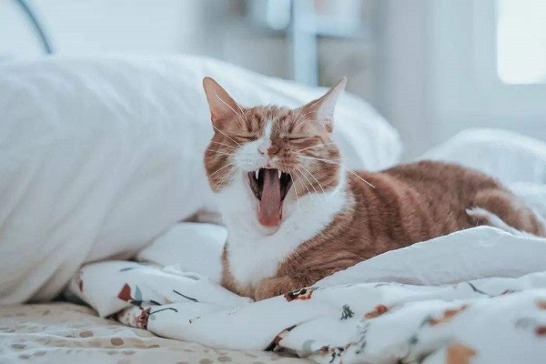 男人梦见被猫咬不撒手什么意思 男人梦见被猫咬不撒手预示什么