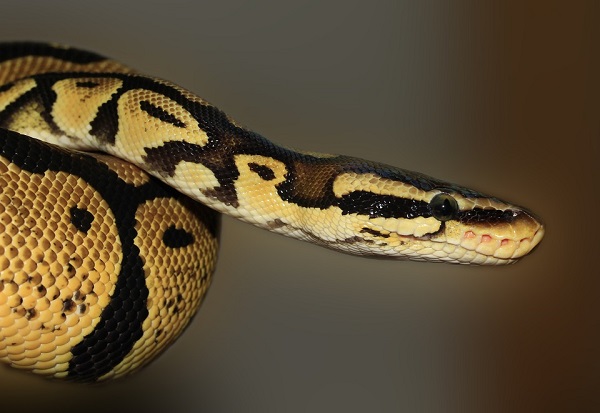 怀孕女人梦见蛇预兆 怀孕女人梦见蛇好不好