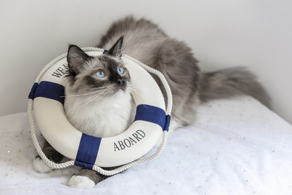 梦见猫和自己说话有什么预兆 梦见猫和自己说话好不好