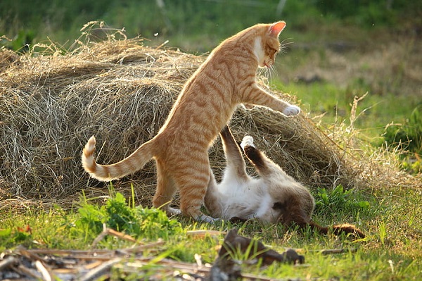 梦见几只猫有什么预兆 梦见几只猫好不好