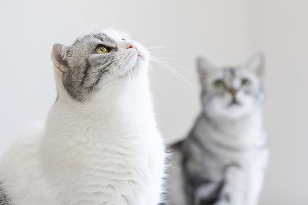 女人梦见把猫打死了预示什么 女人梦见把猫打死了有什么征兆