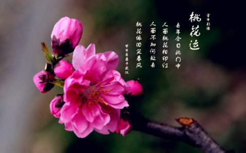 八字怎么算桃花运